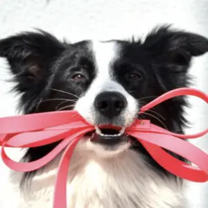 Collares, Correas & Arneses para Perros